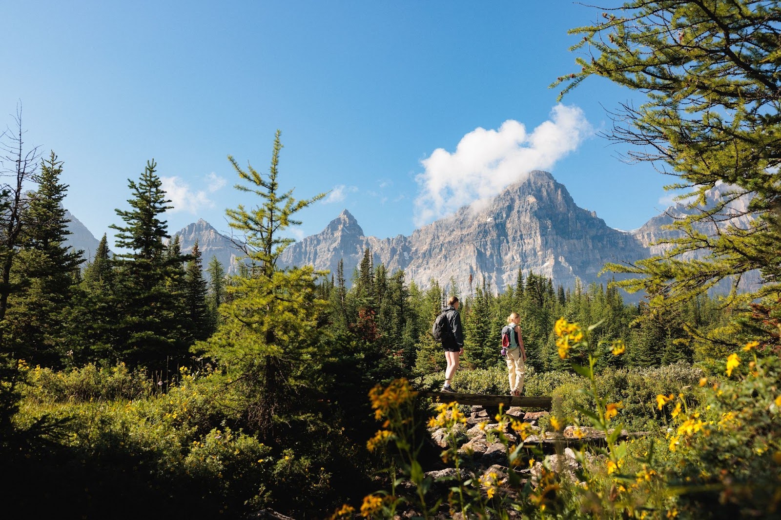 Larch Valley