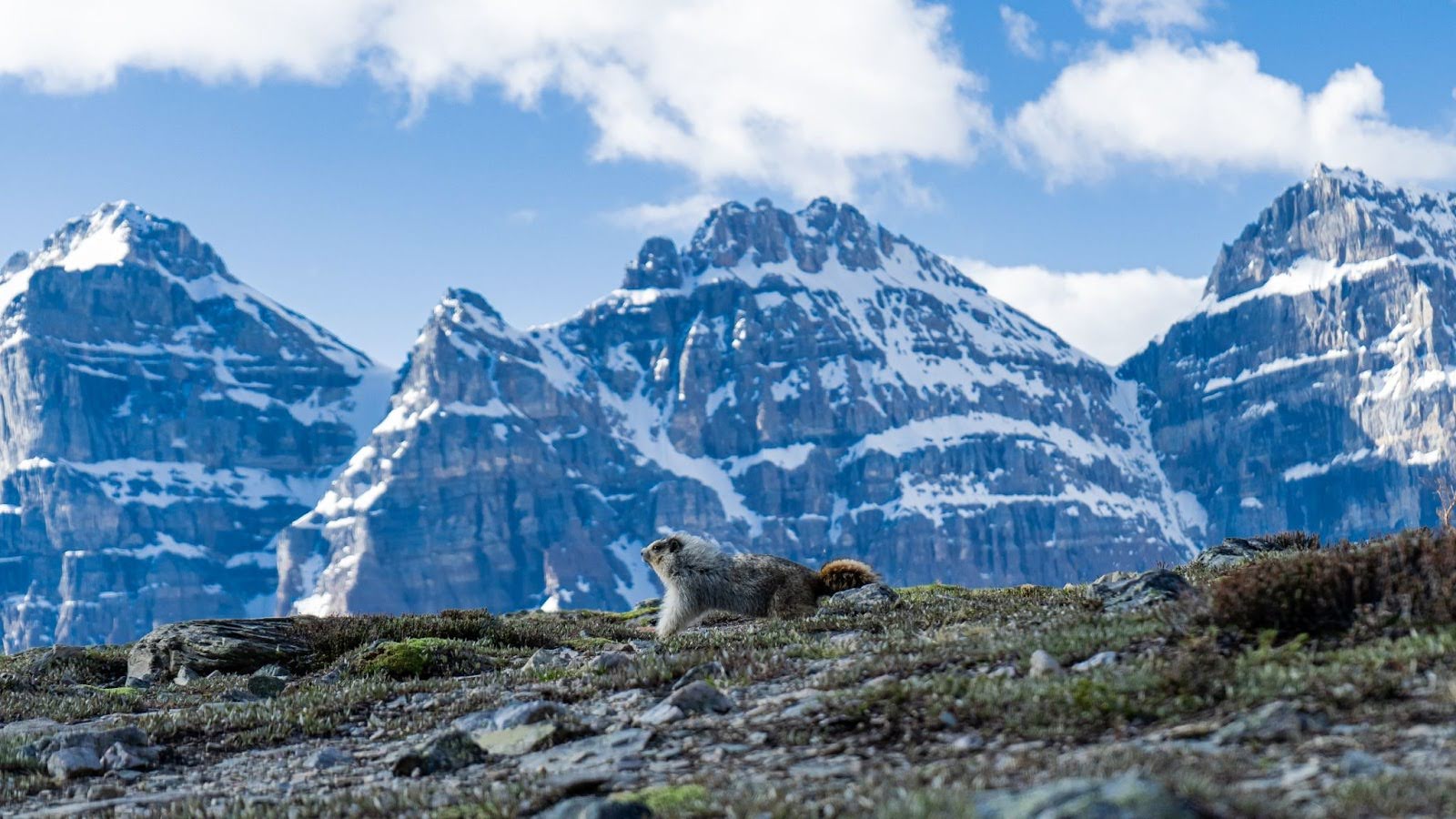 Explore the Larch Valley and Sentinel Pass